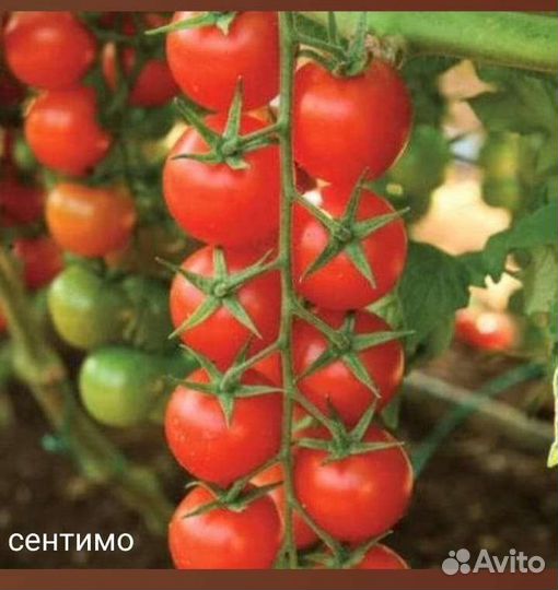 Семена томата Сентино f1 10шт