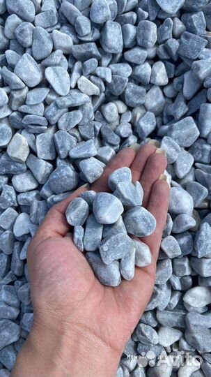 Крошка галтованная