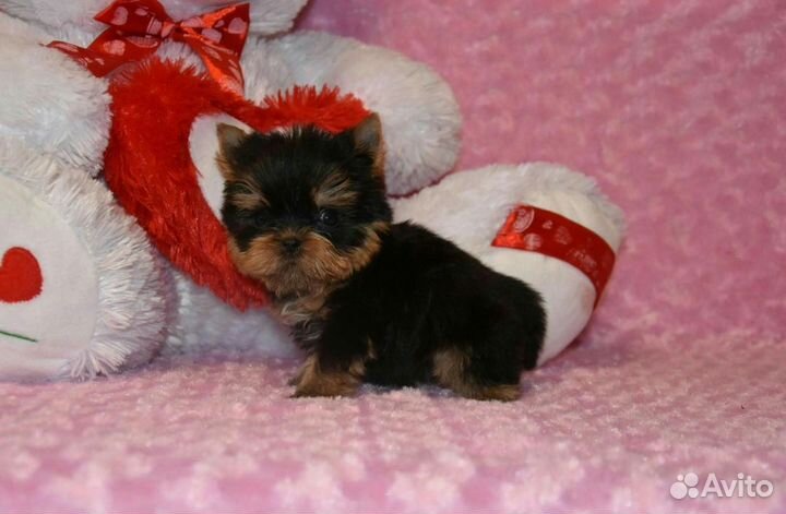 Кукольные мини и микро щенки йорка