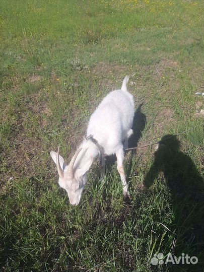 Коза дойная молочная