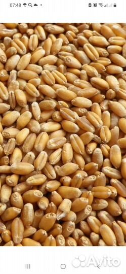 Зерно пшеница