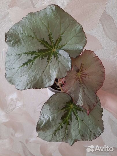 Бегонии сортовые