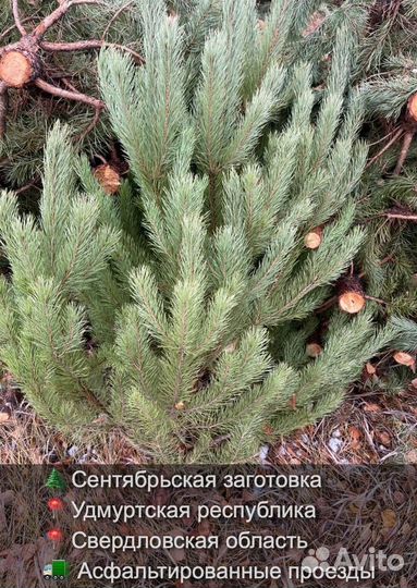 Сосна сентябрьская рождественская оптом