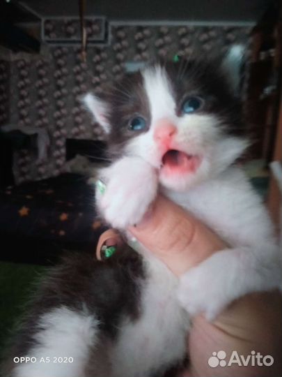 Котята в дар бесплатно