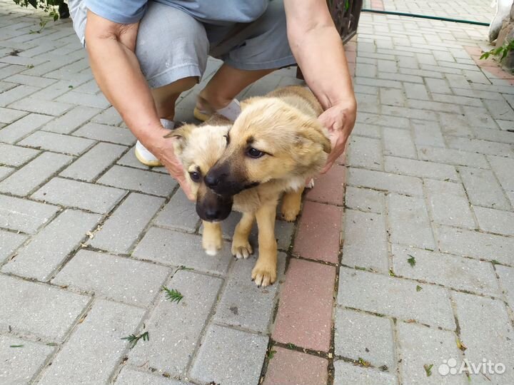 Щенки дворняжки