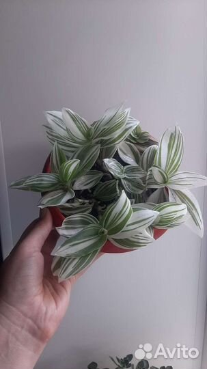 Комнатные растения цветы