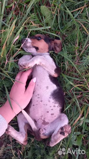 Щенки и собаки