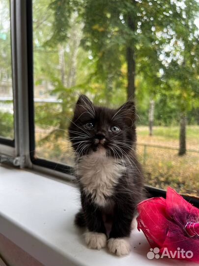 Котенок мальчик бесплатно