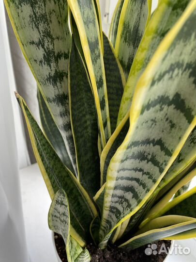 Сансевиерия лауренти сортовая