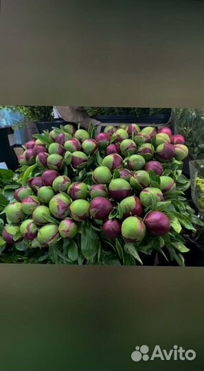 Свежие пионы с доставкой по Москве и области