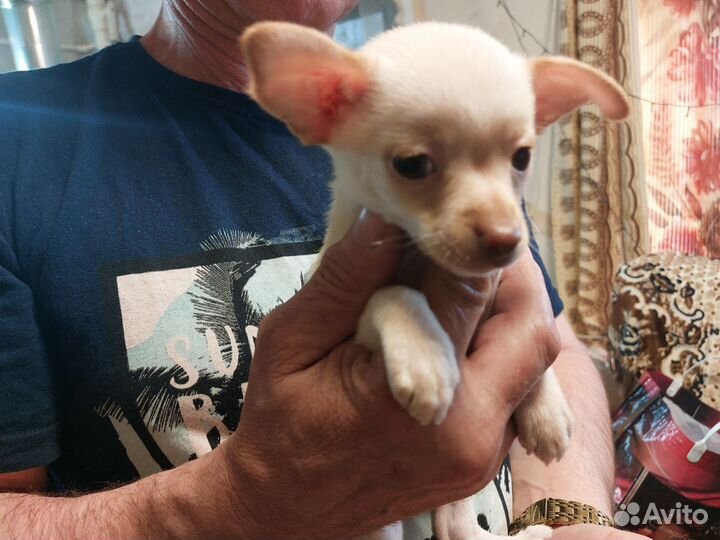 Щенки тойтерьера