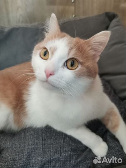 Котик Персик