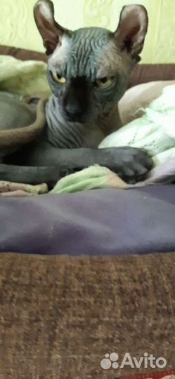 Сфинкс эльф