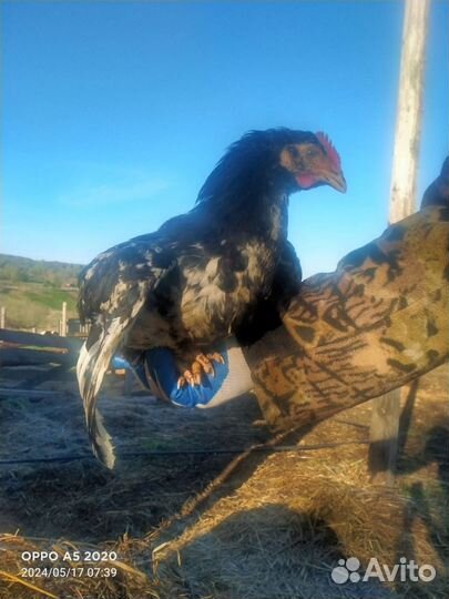 Куры молодки несушки домашние