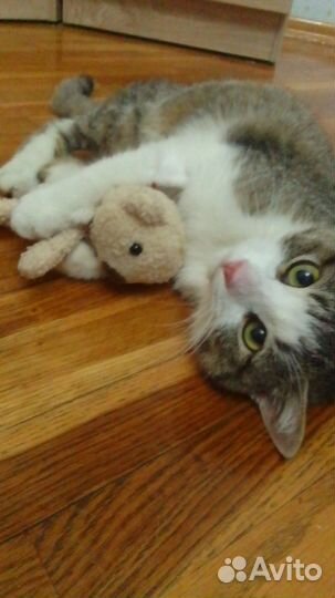 Передержка кошек