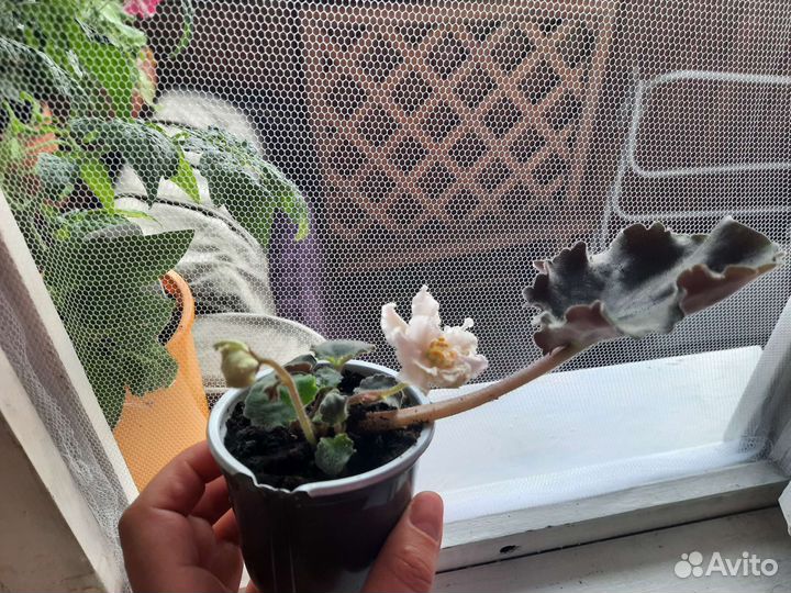 Сортовые фиалки