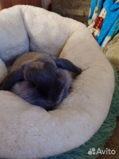 Карликовый вислоухий кролик баран