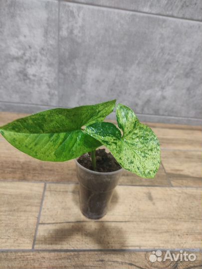 Сингониум моттлед