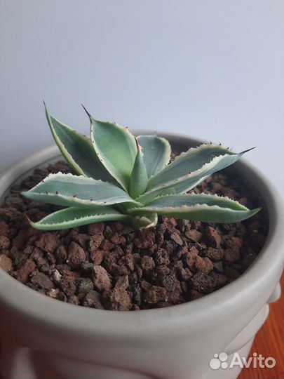 Агава Потаторум вариегатная