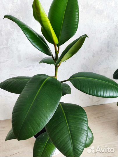 Фикус каучуконосный