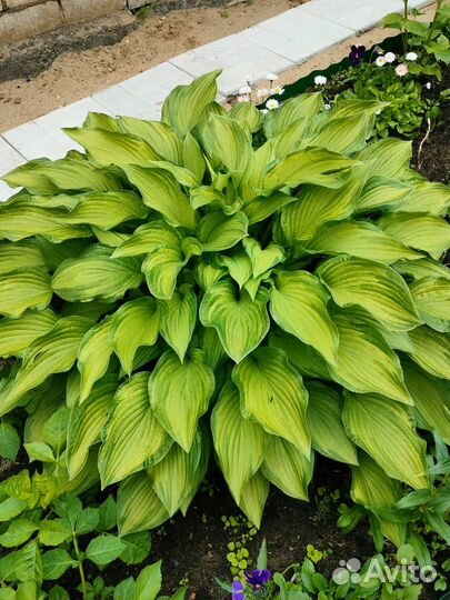 Продам хосты