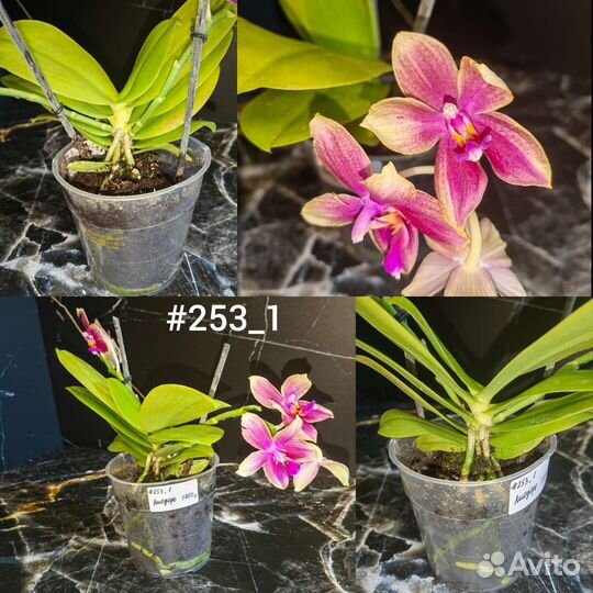 Орхидея фаленопсис ароматные