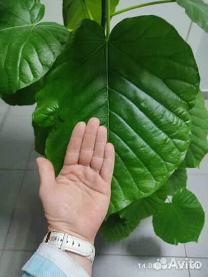 Фикус умбелата