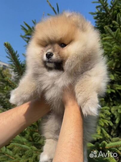 Малый немецкий шпиц