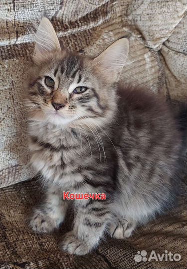 Котята мейн-кун
