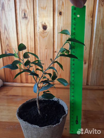 Фикус Наташа