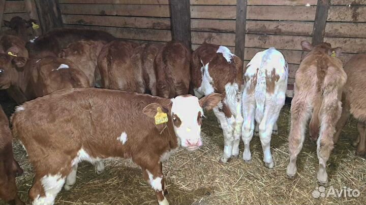 Телята бычки с доставкой