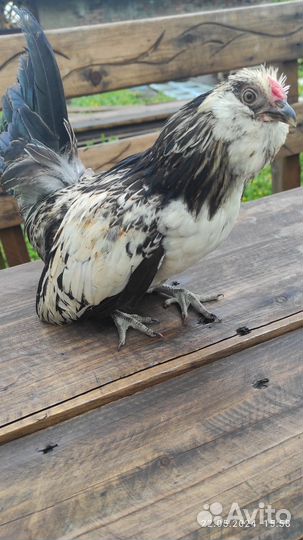 Молодые петухи