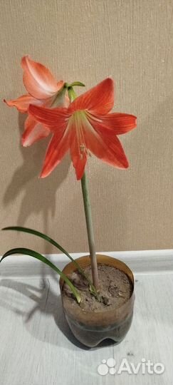 Амариллис