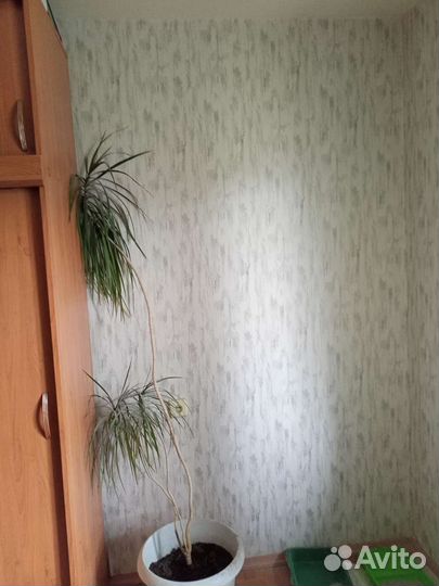 Драцена маргината пальма 2 м высотой