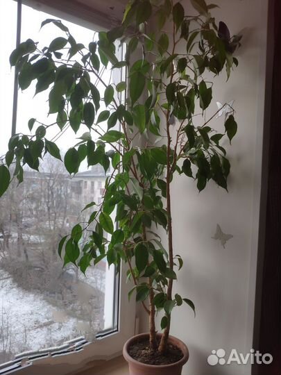 Фикус Бенджамина