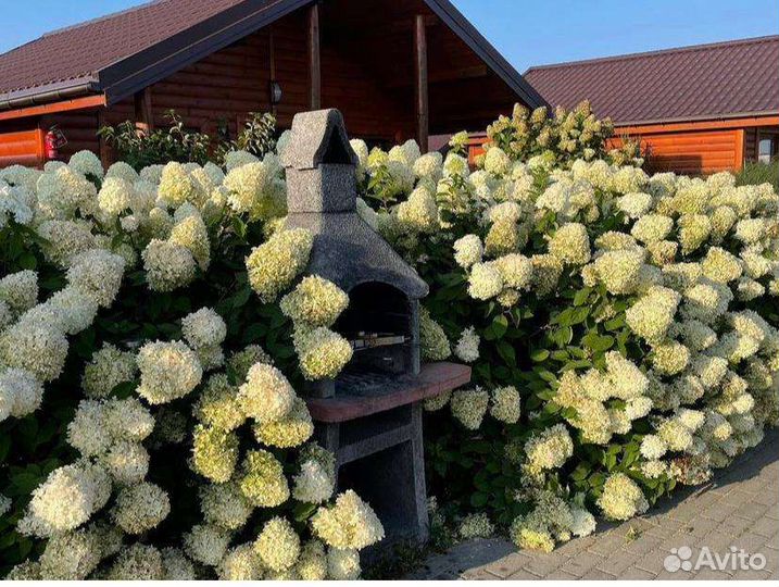 Гортензия метельчатая