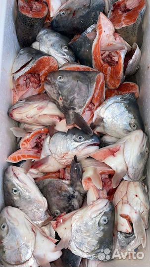 Суповой набор для ухи. Головы лососевые. Брюшки