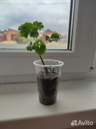 Пеларгония герань сортовая Ред Пандора