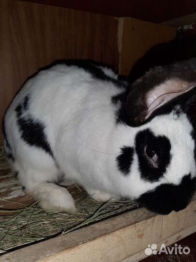 Кролики великаны. Строкач Ризен