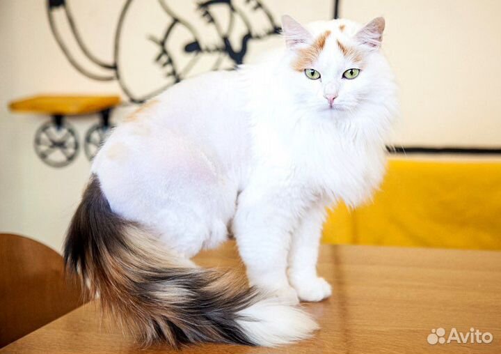 Шикарная красотка ищет дом