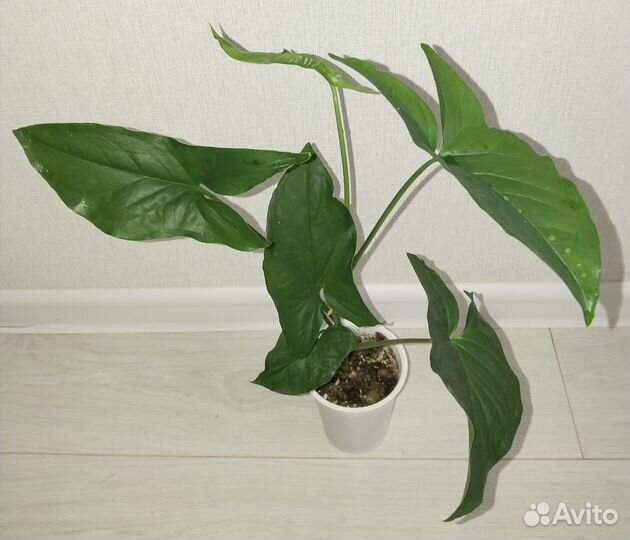 Сингониумы сортовые