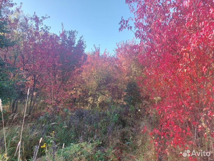 Клен гиннала шикарный 2-7 метров высотой