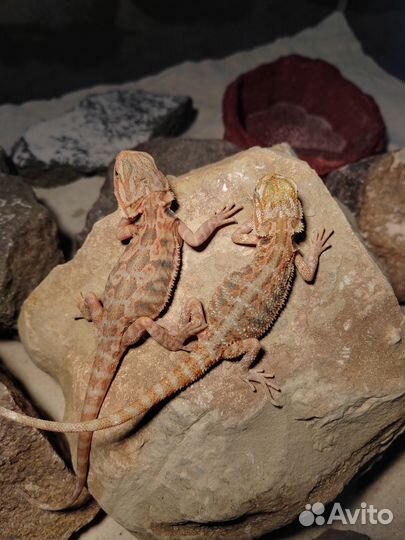 Эублефар, бородатая агама