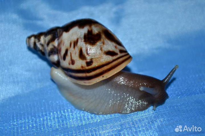 Ахатины Ретикулята и Тигры