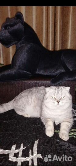 Шотландский кот