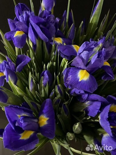 Ирисы