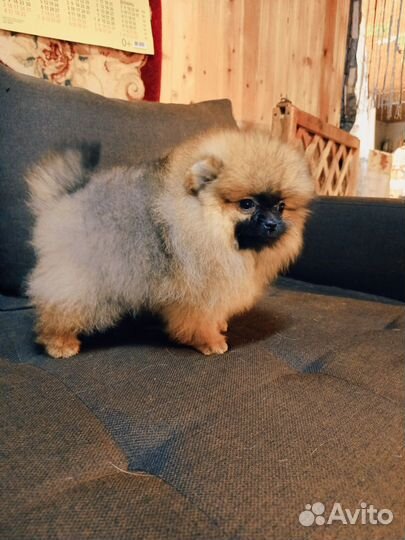 Супер мишки