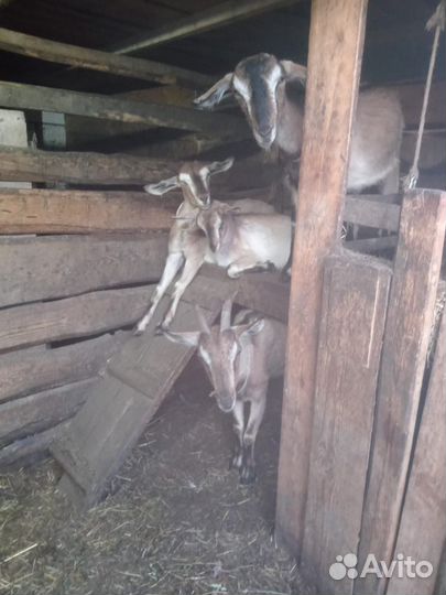 Альпийские, нубийские козы, козлята помесь чеш