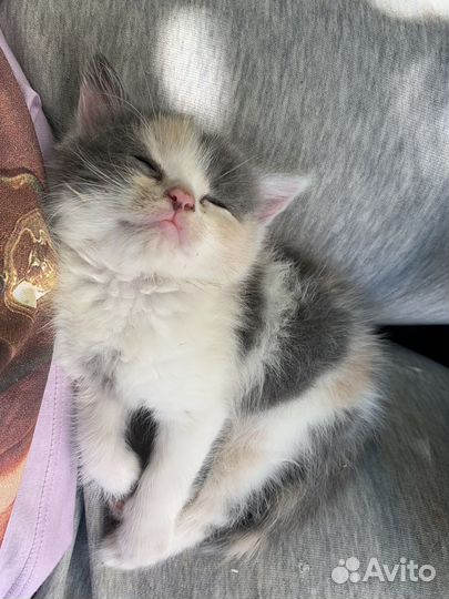 Котенок в добрые руки бесплатно