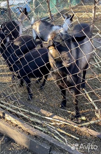 Козы козлята